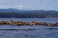 Seelöwenkolonie beim Whalewatching nahe Victoria 3