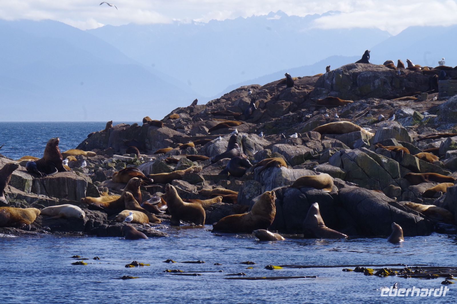 Seelöwenkolonie beim Whalewatching nahe Victoria