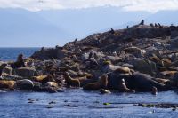 Seelöwenkolonie beim Whalewatching nahe Victoria