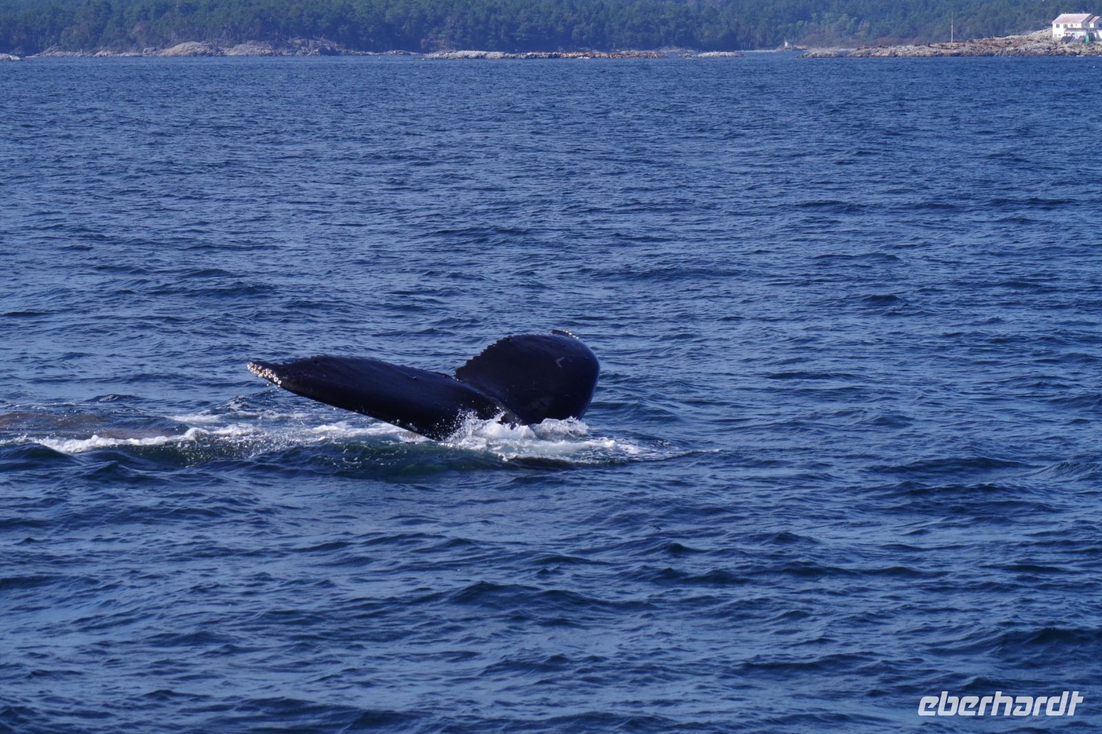 Buckelwal bei Walbeobachtung, Victoria 7.JPG