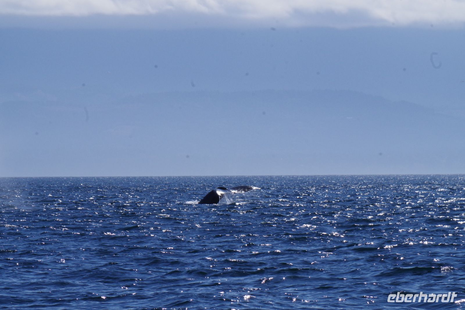 Buckelwal bei Walbeobachtung, Victoria.JPG