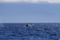 Buckelwal bei Walbeobachtung, Victoria.JPG