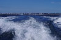 Walbeobachtung, Victoria.JPG