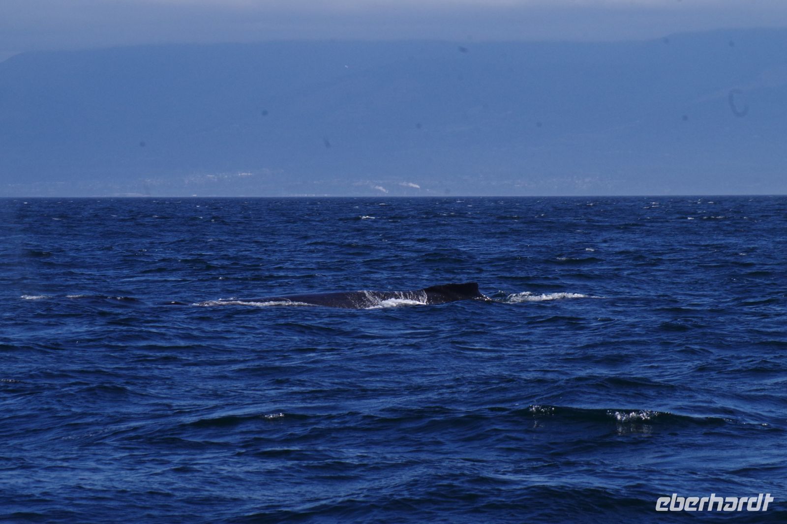 Buckelwal bei Walbeobachtung, Victoria 2.JPG