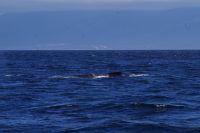 Buckelwal bei Walbeobachtung, Victoria 2.JPG