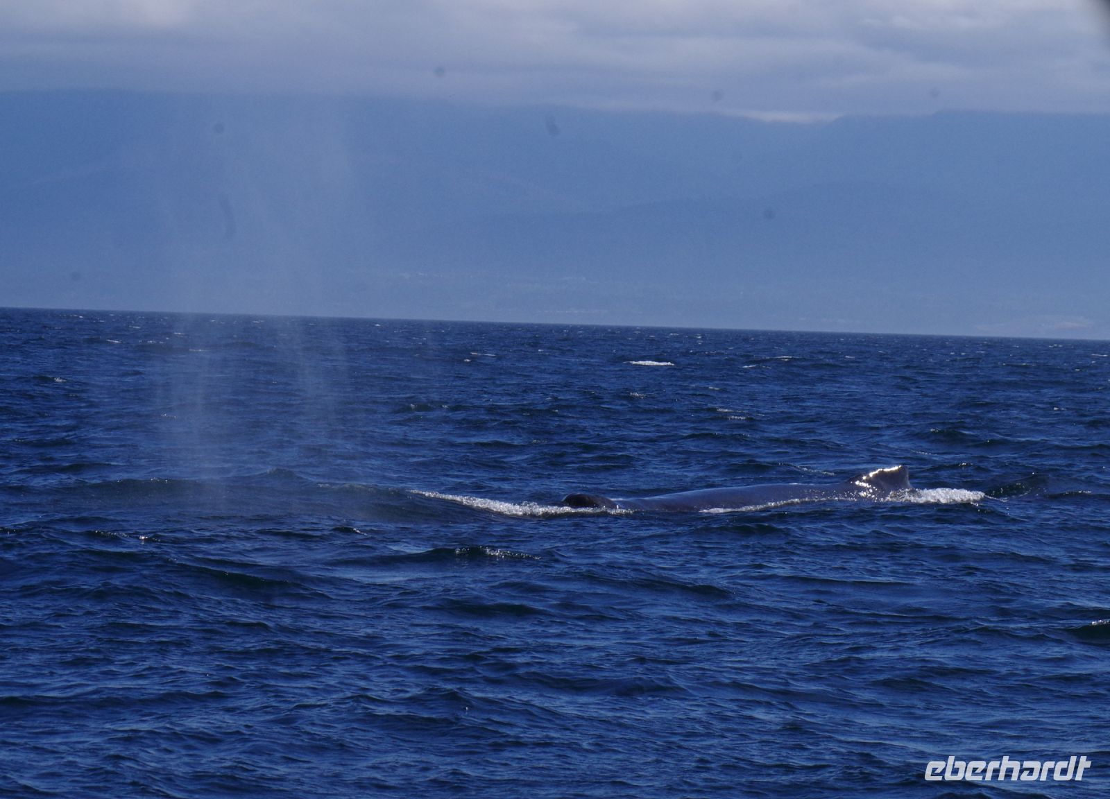 Buckelwal bei Walbeobachtung, Victoria 3.JPG