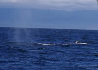 Buckelwal bei Walbeobachtung, Victoria 3.JPG