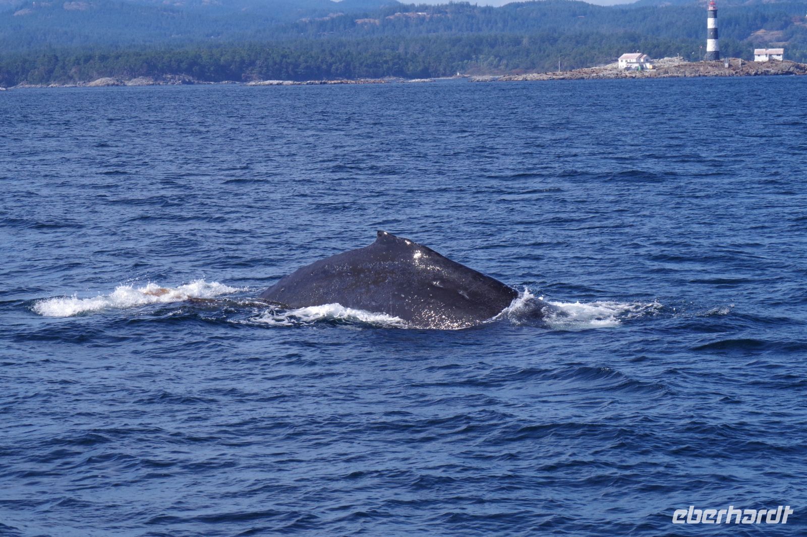 Buckelwal bei Walbeobachtung, Victoria 4.JPG