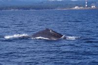 Buckelwal bei Walbeobachtung, Victoria 4.JPG