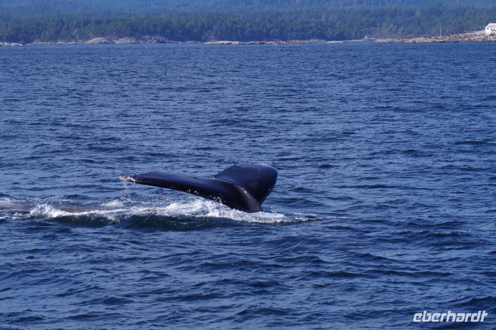 Buckelwal bei Walbeobachtung, Victoria 6.JPG