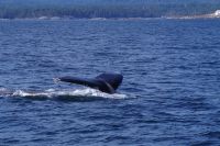 Buckelwal bei Walbeobachtung, Victoria 6.JPG