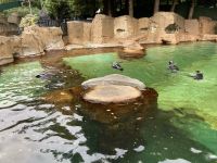 18. Reisetag – Ausflug nach North Vancouver & Aquarium – Vancouver Aquarium – Seehunde