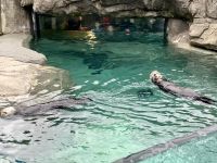 18. Reisetag – Ausflug nach North Vancouver & Aquarium – Vancouver Aquarium – Seeotter