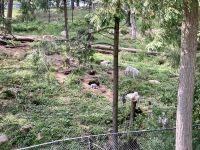 4. Reisetag – Von Québec nach Ottawa – Fahrt durch den Omega-Wildpark – Wolfsrudel