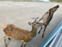 4. Reisetag – Von Québec nach Ottawa – Fahrt durch den Omega-Wildpark