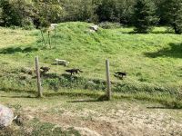 4. Reisetag – Von Québec nach Ottawa – Fahrt durch den Omega-Wildpark – Polarfüchse