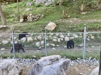 4. Reisetag – Von Québec nach Ottawa – Fahrt durch den Omega-Wildpark – Schwarzbären