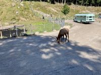 4. Reisetag – Von Québec nach Ottawa – Fahrt durch den Omega-Wildpark