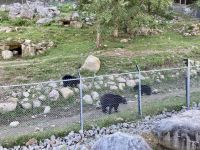 4. Reisetag – Von Québec nach Ottawa – Fahrt durch den Omega-Wildpark – Schwarzbären