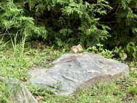 4. Reisetag – Von Québec nach Ottawa – Fahrt durch den Omega-Wildpark – Streifenhörnchen