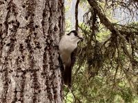 13. Reisetag – Von Kamloops nach Whistler – Spaziergang zum Lower Joffre Lake