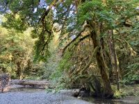 14. Reisetag – Von Whistler nach Tofino – Spaziergang durch den Cathedral Cove im MacMillan Provincial Park