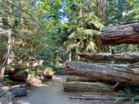 14. Reisetag – Von Whistler nach Tofino – Spaziergang durch den Cathedral Cove im MacMillan Provincial Park
