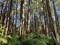 15. Reisetag – Tofino & Pacific Rim National Park – Spaziergang zum Tonquin Beach