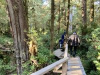 15. Reisetag – Tofino & Pacific Rim National Park – Spaziergang durch den Regenwald