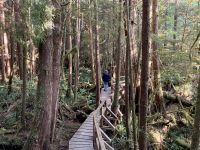 15. Reisetag – Tofino & Pacific Rim National Park – Spaziergang durch den Regenwald