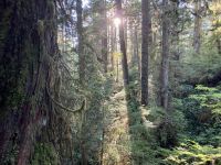 15. Reisetag – Tofino & Pacific Rim National Park – Spaziergang durch den Regenwald