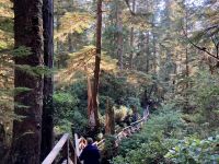 15. Reisetag – Tofino & Pacific Rim National Park – Spaziergang durch den Regenwald