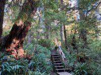 15. Reisetag – Tofino & Pacific Rim National Park – Spaziergang durch den Regenwald
