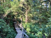 15. Reisetag – Tofino & Pacific Rim National Park – Spaziergang durch den Regenwald