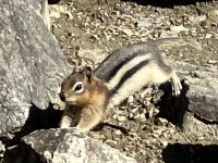 Chip Monk - Backenhoernchen  macht Yoga