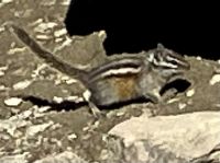 Das Streifenhoernchen 