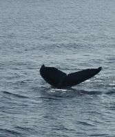 202 Buckelwal taucht ab