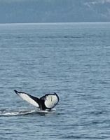 203 Buckelwal taucht ab