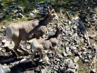 Mama mit Kitz Krummhornschaf auf Sulphur Mountain
