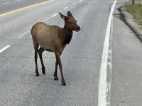 Ein Wapiti Kitz bei Jasper