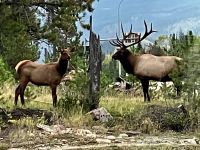 Also OK dann,  Deine Hoerner sind ja ganz schoen maechtig. 