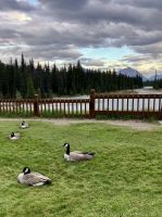 Kanadagaense zu Hause