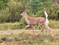 Deswegen heisst er Weisswedelhirsch