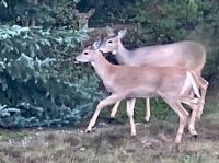 Hier mit Mama Weisswedelhirsch