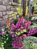 Blumenpracht in Jasper