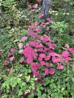 Es herbstelt ueberall