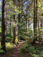 Wald beim Picknickplatz
