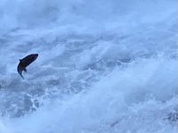 Springende Lachse bei Baileys Chutes