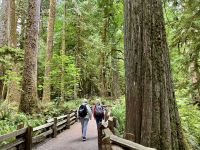Spaziergang durch den 1. Regenwald