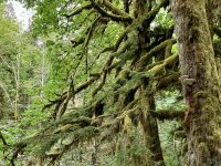 Moos, Flechten und Laiken  ueberall